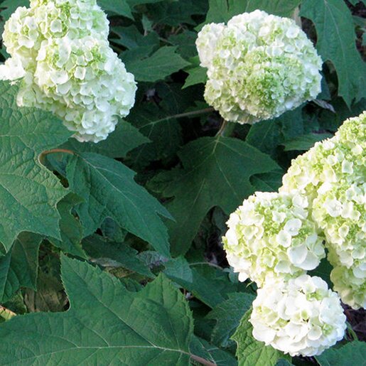 Hydrangea quercifolia Gatsby Moon Oakleaf Hydrangea | SiteOne US